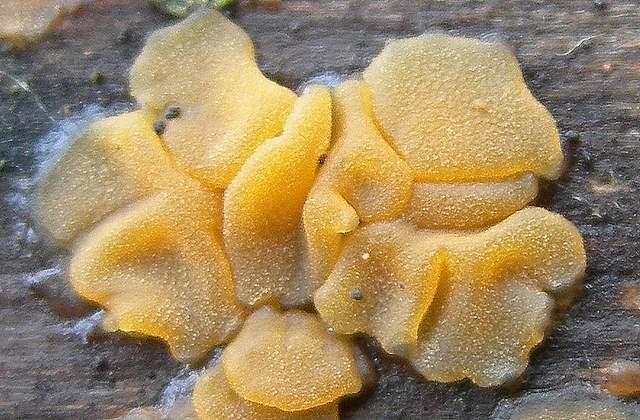 le  Specie  invernali  del  Leimental